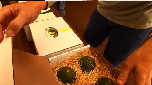 6 Large Hass Avocados